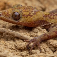 Cyrtodactylus subsolanus Batuwita & Bahir, 2005